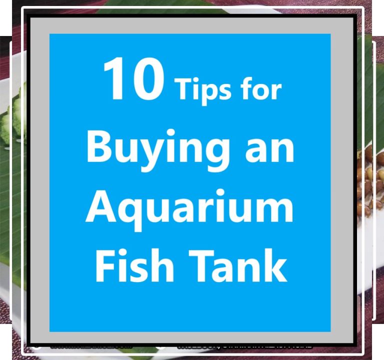 10 Tips for Buying an Aquarium Fish Tank