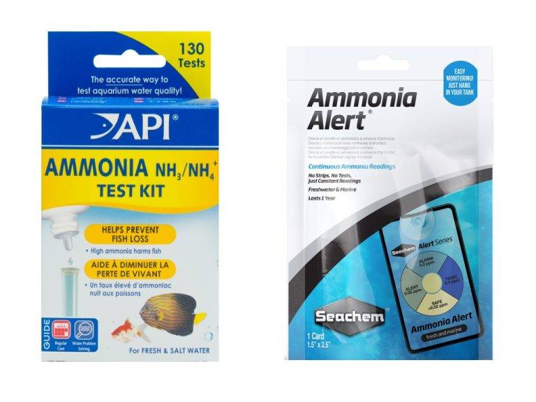 The Dangers of Ammonia to Fish in Aquariums