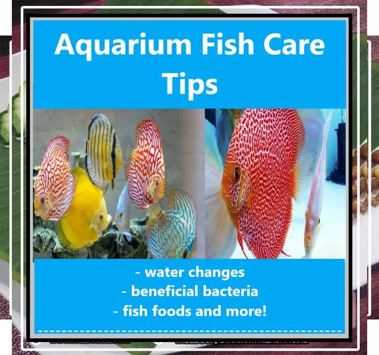 Aquarium Fish Care Tips
