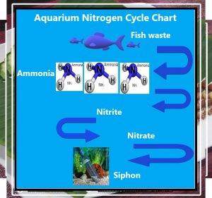 Understanding the Aquarium Nitrogen Cycle