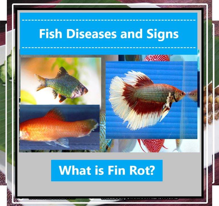 Fish Diseases and Signs Fin Rot