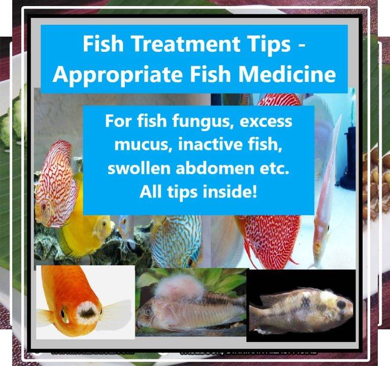 Fish Treatment Tips - Appropriate Fish Medicine