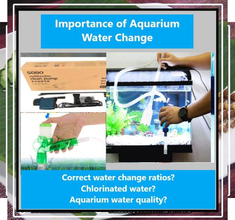 Importance of Aquarium Water Change