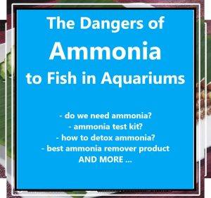 The Dangers of Ammonia to Fish in Aquariums