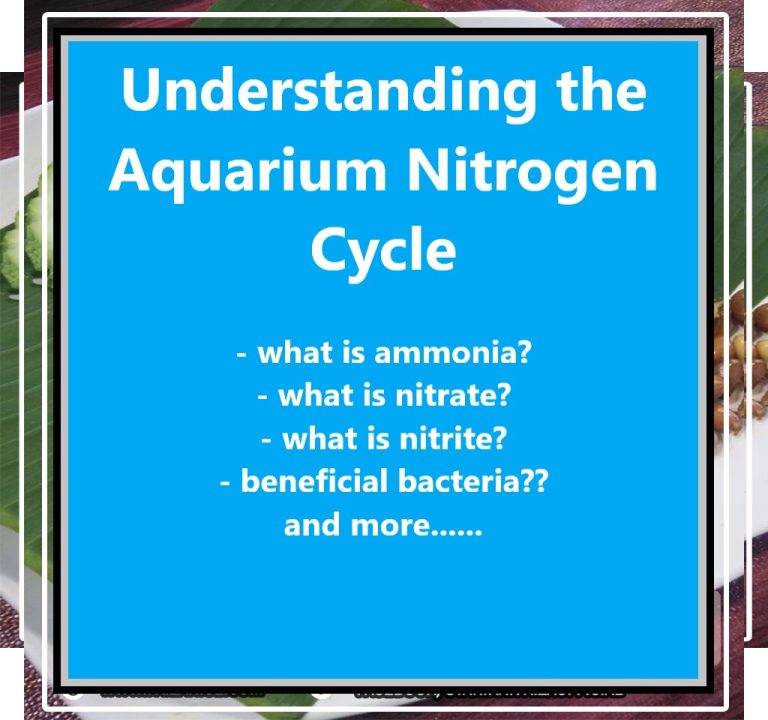 Understanding the Aquarium Nitrogen Cycle